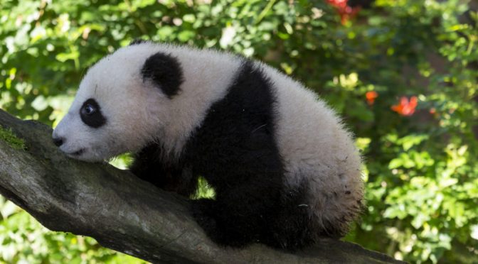 Giant Pandas Need Old Growth Forests To Raise Cubs