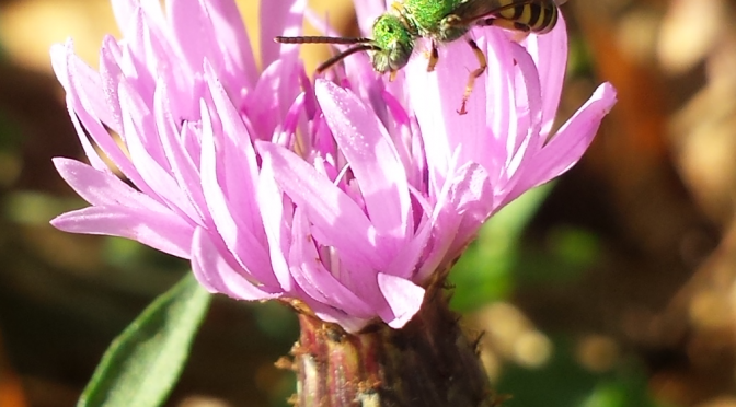 Flower Preference Among Bees Varies From Males To Females