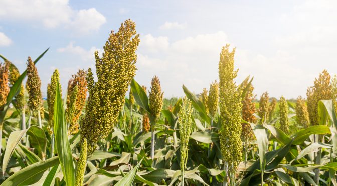 Sorghum’s Natural Pest-Fighting Chemicals May Yield New Safe Insecticide