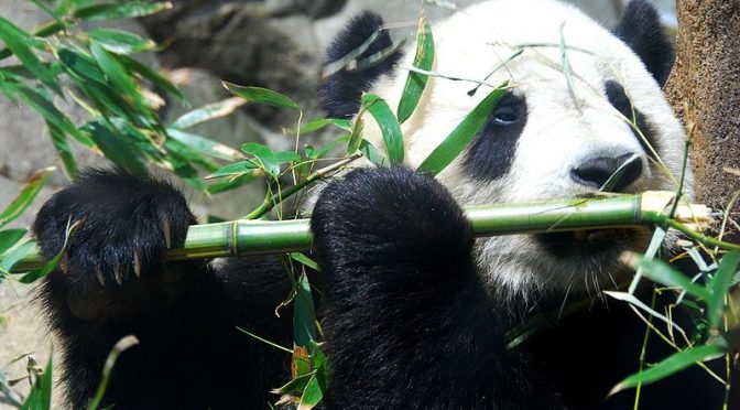 Will The Next Great Bamboo Die-Off Spell The End For Giant Pandas?