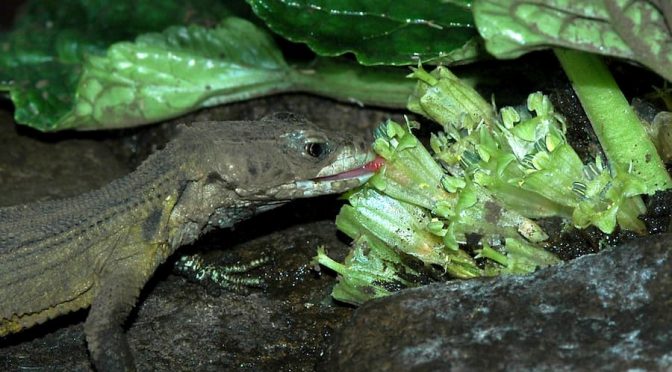 Researchers Astounded When They Finally Discover What Pollinates The “Hidden Flower”