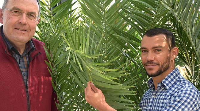 Date Palms Survive Extreme Heat Thanks To Their Specialized Waxy Coating