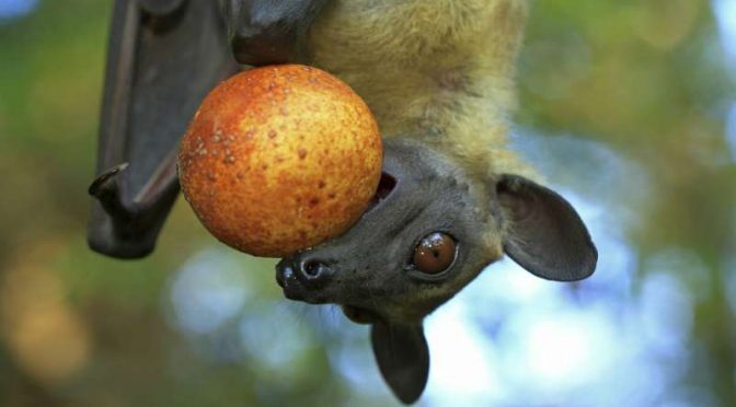 The Bats That Could Save African Forests. If Someone Would Only Save The Bats