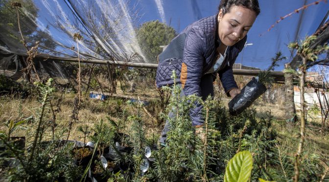 To Save Monarch Butterflies From Climate Change,  Scientists Plant A New Forest Higher On A Mountain