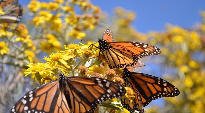 Know When To Mow: Strategic Mowing Can Help Monarch Butterflies