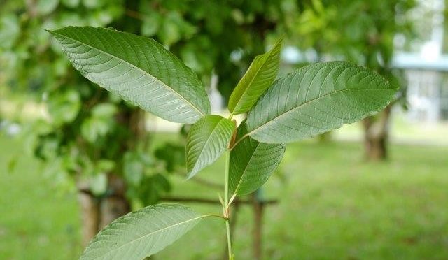 Have Chemists Unlocked The Secret Of Kratom’s Pain-Relieving Effects?