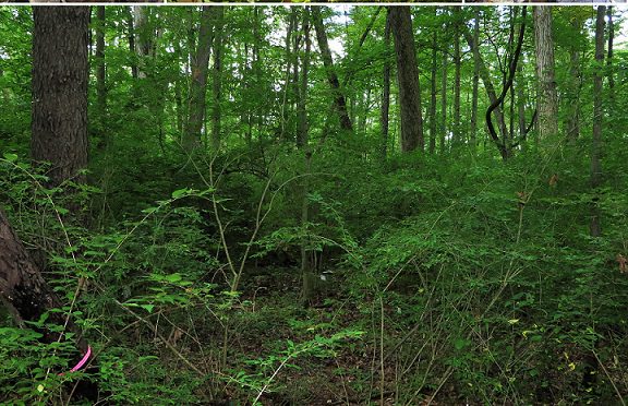 Forests Cleared Of Invasive Shrubs May Heal Themselves