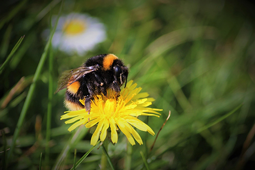 Pollinators Need Nectar All Season, Not Only In Spring And Summer