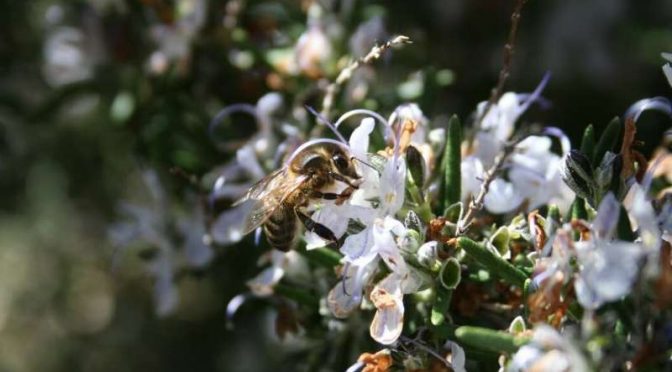 Climate Change Messes With Floral Scents. And That Messes With Pollinators.