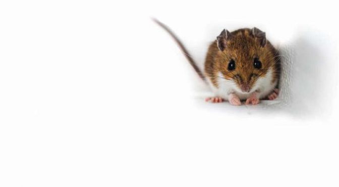 Are You A Bold One? Small Mammals’ Personalities Shape Forests