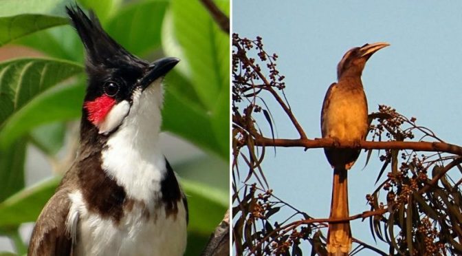 Do Forests Need Such A Great Variety Of Bird Species?