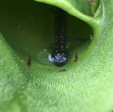 Salamanders Are Not Safe From Carnivorous Pitcher Plants