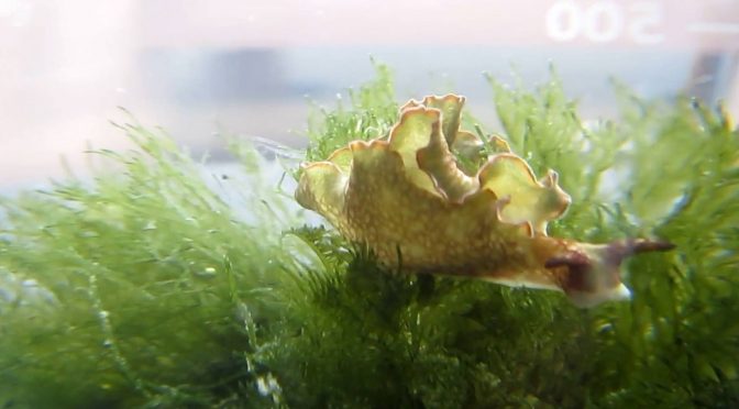 A Sea Slug, An Alga And A Bacteria And Their Three-Way Relationship