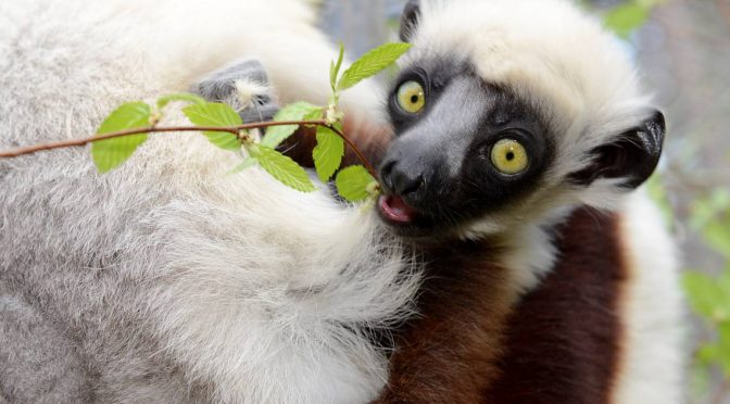 Why Some Lemur Species Can Adapt To New Forest Habitats And Some Species Cannot