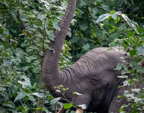 Forest Elephants, Trees, Climate Change And Extinction: We Are Failing Our Friends