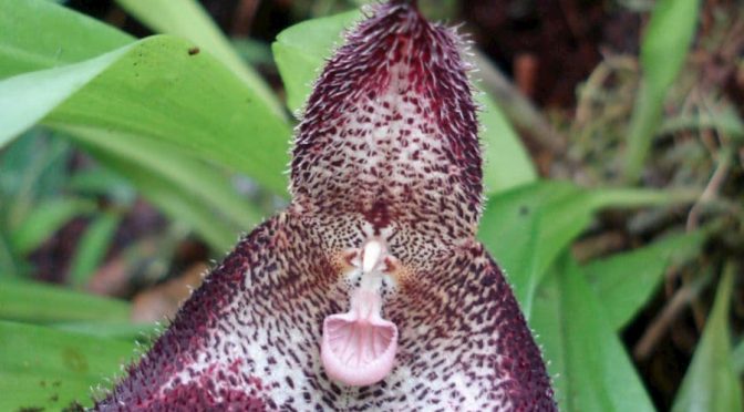 Orchids May Mimic Other Organisms To Attract Pollinators. Some Orchids Even Provide Needed Services, Replacing The Original Target Organism