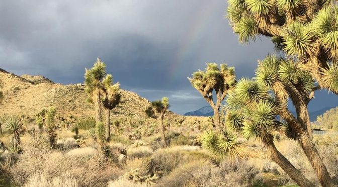 The Iconic Joshua Trees May Not Survive This Century