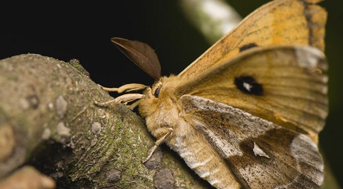 Wildfires Are Followed By Increased Wildflowers. But What Becomes Of Pollinators?