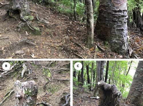 Leave No “Dead” Tree Behind: How Neighboring Root Systems Sustain A Seemingly Dead Tree Stump