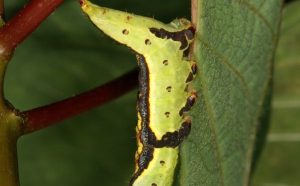 This Little Caterpillar Uses A Multi-Part Strategy (Involving Behavior And Chemistry ) To Overcome Plants’ Defenses