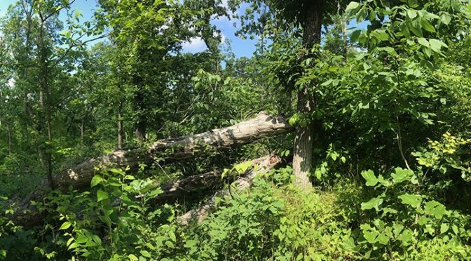 Wind Storms Create Opportunities For Invasive Plants… And Priorities For Land Managers
