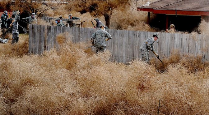 Prepare For The Invasion Of Giant Tumbleweed (It’s Only Going To Get Worse)