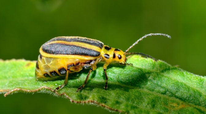 When Pests Attack, Plants Warn All Nearby Plants Not Only Close Relatives