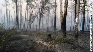 Tree Thieves Spark 3,300 Acre Forest Fire To Kill Some Bees