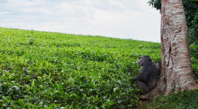 With African Forests Disappearing, Chimpanzees Become A Human Problem