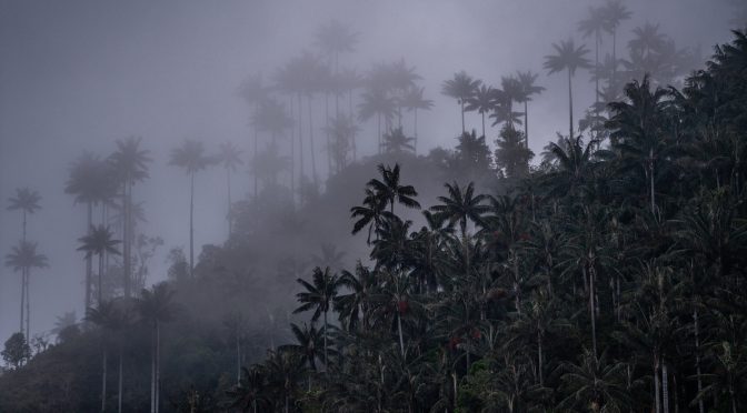 How The Tallest Palms On Earth Were Unintentionally Saved By Colombia’s Guerillas