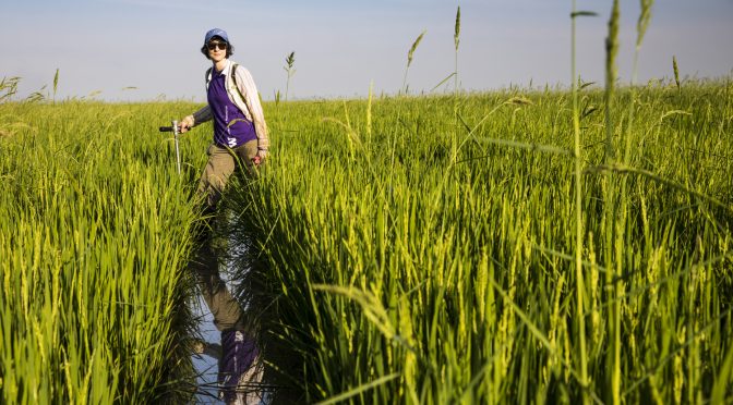 A Warming Climate Could Make Rice Toxic