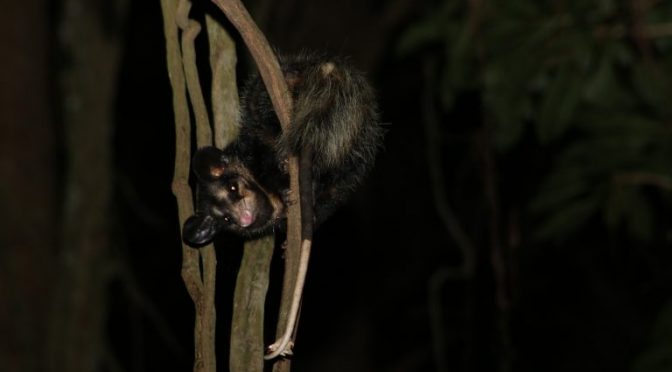 Stealthy Possum Pollinates Flower And Confounds Scientists