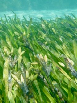 Unique Seagrass Seed Uses Current To Plant Itself