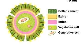 Turning Pollen Into Paper? Sponges? What else?