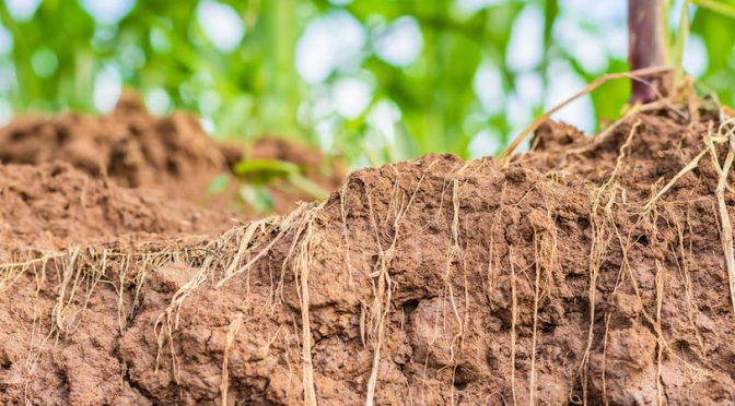 Why The Soil Microbiome No Longer Feeds Our Crops
