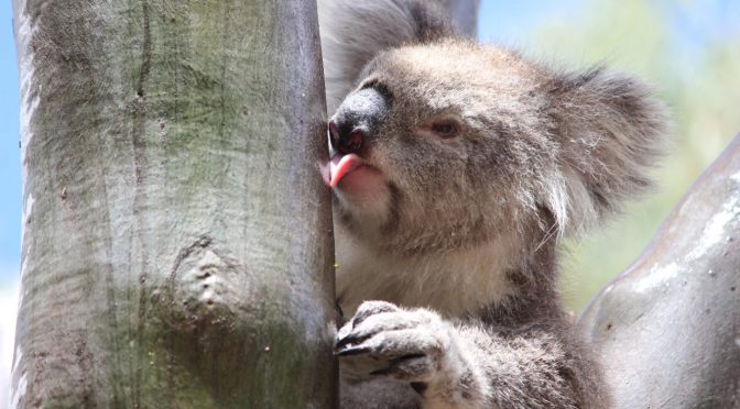 Koala Myth: We Don’t Need Much Water. Koala Truth: We Drink From Trees
