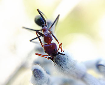 Ants: Overlooked Pollinators