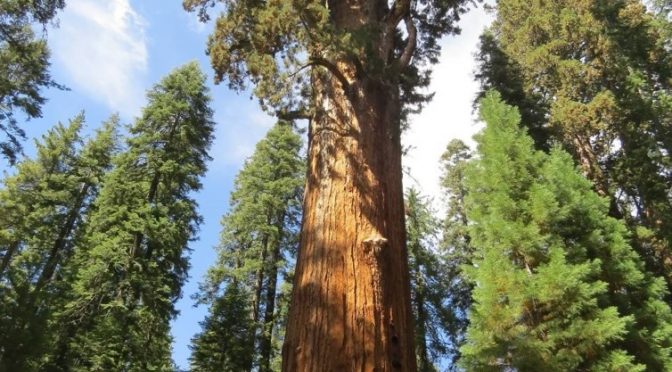 Giant Sequoia Bark Protects Trees And May Teach Engineers How To Design For Earthquakes