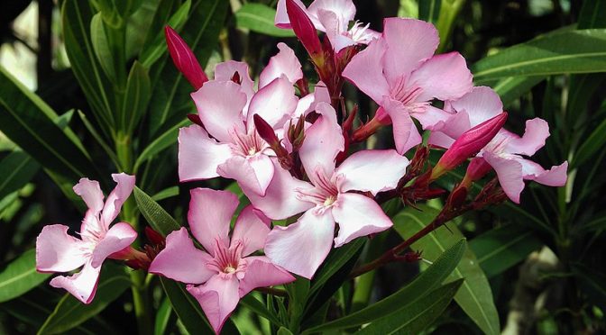 Oleander As COVID19 Cure? You’d Die Trying