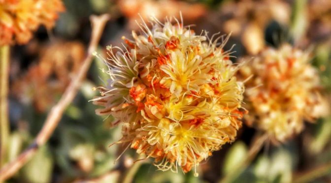 Should This Endangered Plant Get In The Way Of Our Electric Cars And Cell Phones?
