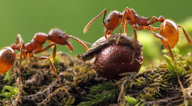 Unsung Ant Gardeners Of Temperate Forests