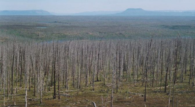 Tree Rings Reveal Astonishing Impact Of Industrial Pollution  On Boreal Forest