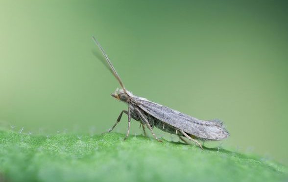 Plants’ Chemical Defenses Turned Against Them By Egg-Laying Moths