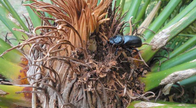 New Threat: Invasive Coconut Beetle Attacks Guam’s Endangered Cycads