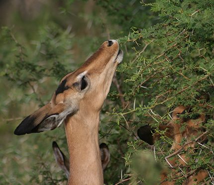 For Impala On The Serengeti Staying Put And Changing Diet Is Better Than Migrating