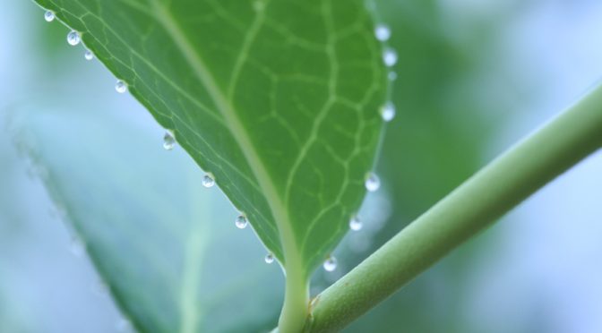 Those Water Droplets On Leaf Edges Are Sustaining Insects