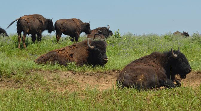 American Bison Responsible for Producing Crops To Feed Indigenous Populations