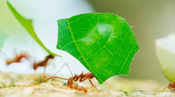 Can Leaf-Cutter Ants Teach Us To Farm Better?