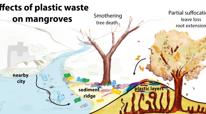 How Plastic Threatens Coastal Mangrove Defenses