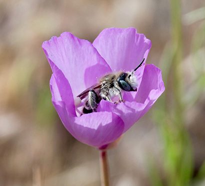 Flower That Confounded Darwin Also Outsmarts Bees